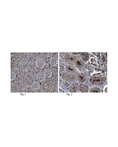 Millipore Anti-Ccn1/Cyr61 Antibody
