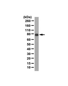 Millipore Anti-Elmo1 Antibody