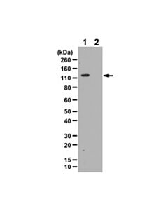 Millipore Anti-Phospho-Ulk1/Atg1 (Ser758) Antibody
