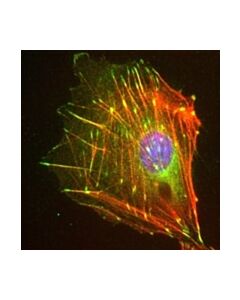 Millipore Anti-Zyxin