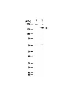 Millipore Anti-Cas9 Antibody, D10a/H840a Mutant