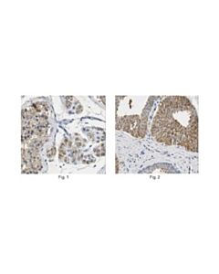 Millipore Anti-Pate1 Antibody