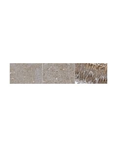 Millipore Anti-Beclin-2