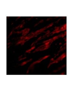 Millipore Anti-Pdl-1 Antibody