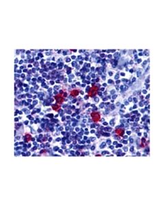 Millipore Anti-Baff Receptor Antibody