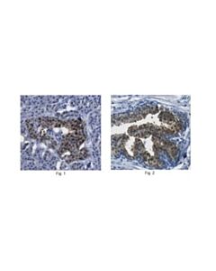 Millipore Anti-Atp-Citrate Synthase/Acly Antibody