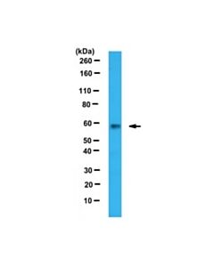 Millipore Anti-Pkm1 Antibody