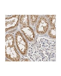 Millipore Anti-Osteoprotegerin/Tnfrsf11b Antibody