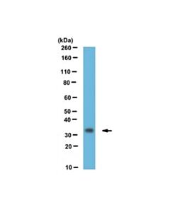 Millipore Anti-Fhl1 Antibody