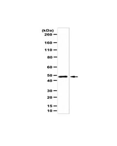 Millipore Anti-Ade2 Antibody/Saicar Synthetase