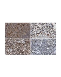 Millipore Anti-Cathepsin S