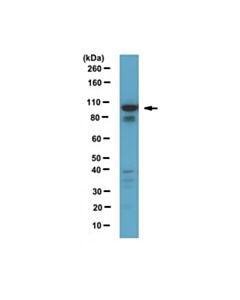 Millipore Anti-Rab11-Fip1/Rcp Antibody