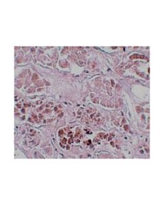 Millipore Anti-Scrn1 Antibody