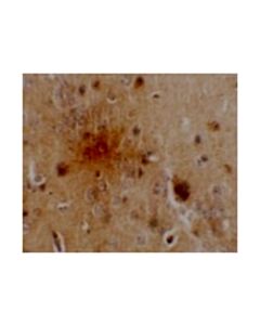 Millipore Anti-Sec62 Antibody