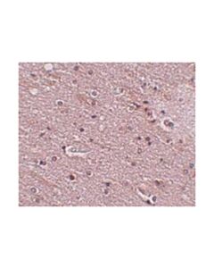 Millipore Anti-Tmem16b Antibody