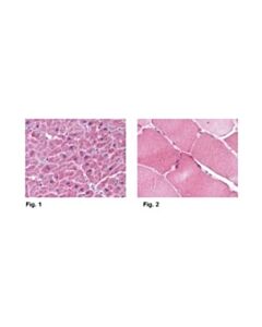 Millipore Anti-Arc Antibody