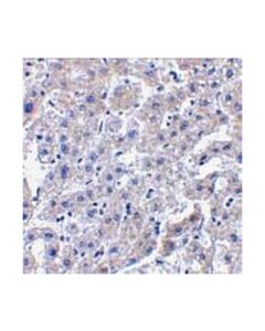 Millipore Anti-Caspase-14 Antibody