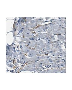 Millipore Anti-Angptl2 Antibody