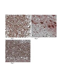 Millipore Anti-Hunk Antibody