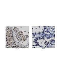 Millipore Anti-Pate1 Antibody