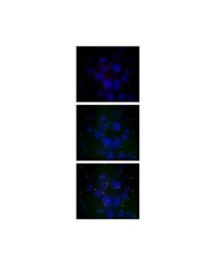 Millipore Anti-Ift88 Antibody