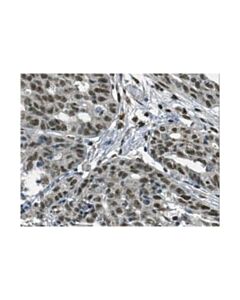 Millipore Anti-Foxl1 Antibody