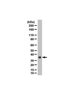 Millipore Anti-Gmpr Antibody