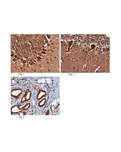 Millipore Anti-Praf2 (Jm4) Antibody