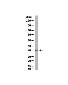 Millipore Anti-Psat1 Antibody