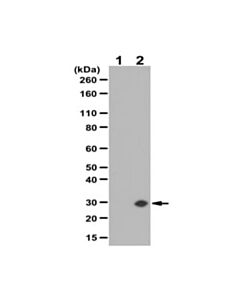 Millipore Anti-Gadd153/Ddit3/Chop Antibody
