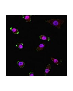 Millipore Anti-Cdc45