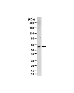 Millipore Anti-Prune Antibody