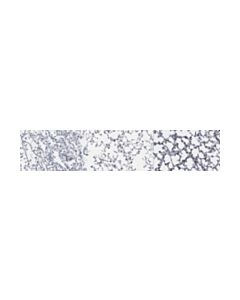 Millipore Anti-Sftpc Antibody