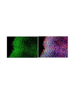 Millipore Anti-Rex-1 Antibody