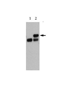 Millipore Anti-Toe1 (Ab-86)