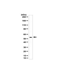 Millipore Anti-Cgas Antibody