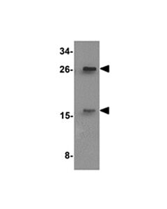 Millipore Anti-Slamf2 (Cd48 Antibody)