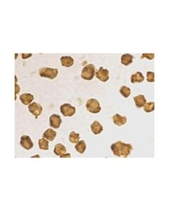 Millipore Anti-Sarm Antibody