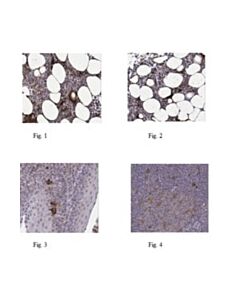 Millipore Anti-Nlrp3 Antibody
