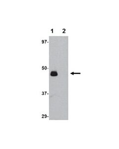 Millipore Anti-Il-34 Antibody