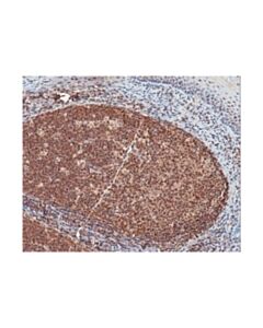 Millipore Anti-Clec16a Antibody