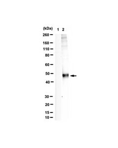 Millipore Anti-Phospho Rab1 (Thr75)