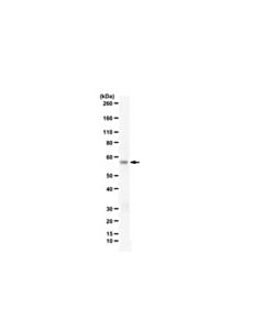 Millipore Anti-Coagulation Factor Viia