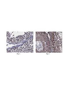 Millipore Anti-Goosecoid 2 Antibody