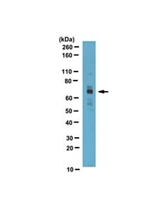 Millipore Anti-Cpt2 Antibody