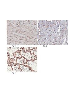 Millipore Anti-Ptrf/Cavin-1 Antibody