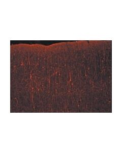 Millipore Donkey Anti-Rabbit Igg Antibody, Cy3 Conjugate, Species