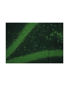 Millipore Donkey Anti-Mouse Igg Antibody, Fitc Conjugate, Species