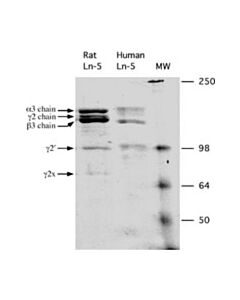 Millipore Rat Laminin-5, 10ug, Liquid, Clear/Colorless, -70deg C