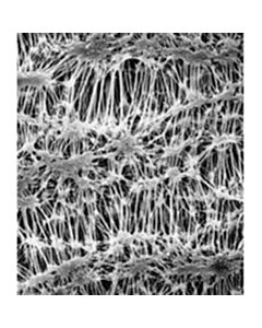 Millipore Fluoropore Membrane Filter